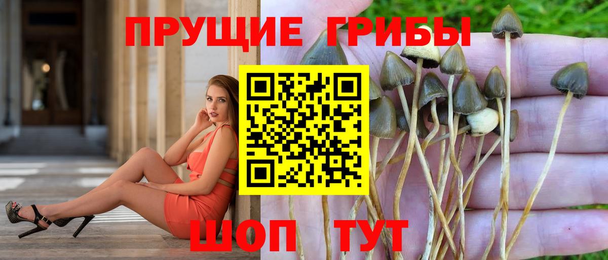 Бирск  Псилоцибиновые грибы MAGIC MUSHROOMS  Вход с VPN 